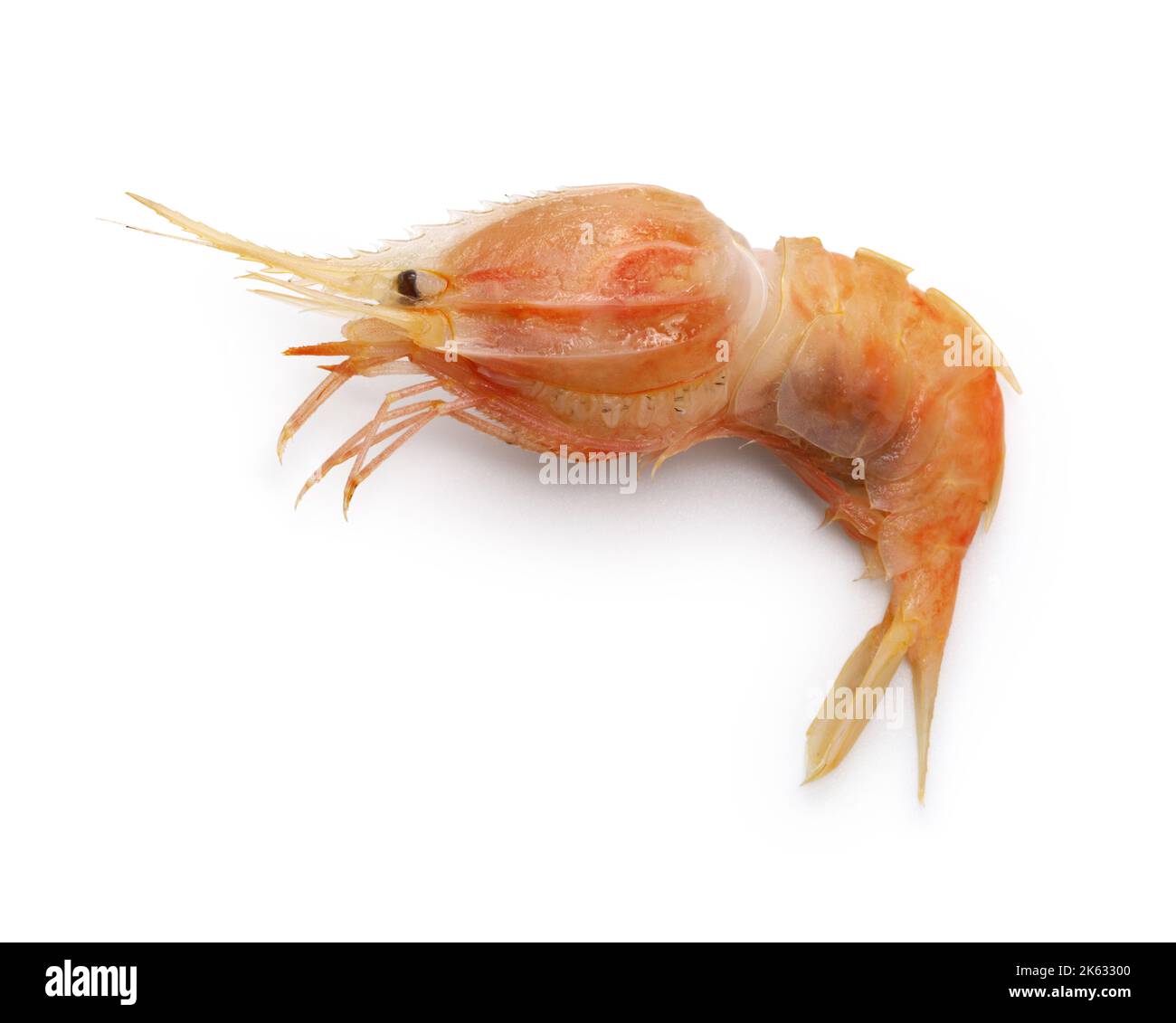 nylon shrimp(Heterocarpus hayashii Crosnier) isolated on white background Stock Photo