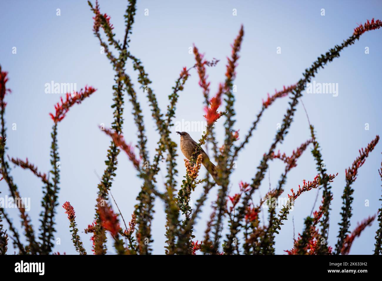 Curve-billed thrasher, Toxostoma curvirostre, perched on Ocotillo branches with red flowers in Sun City, Arizona. Stock Photo
