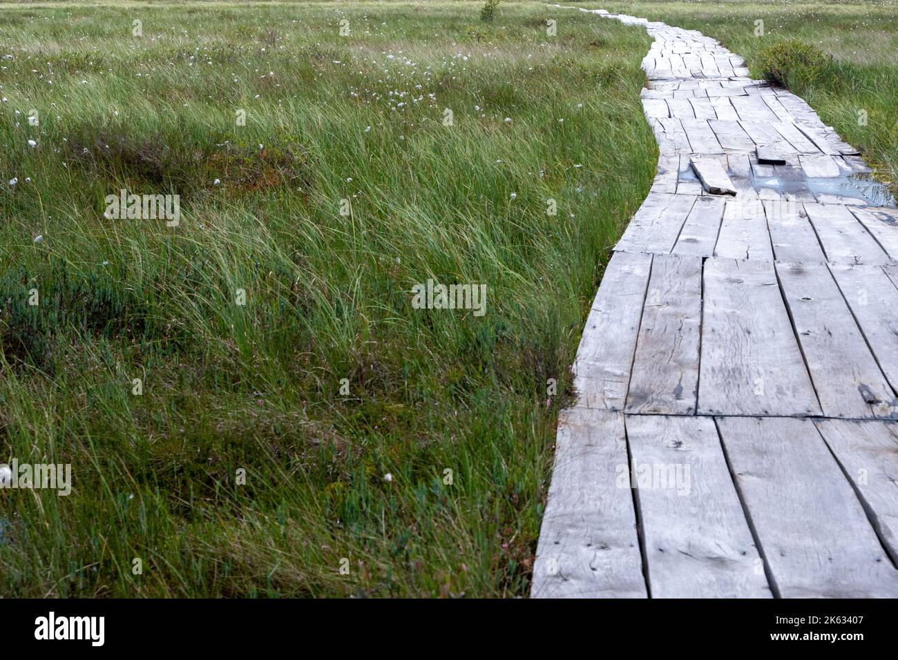 Wooden flooring-path on the surface of the swamp, going beyond the ...