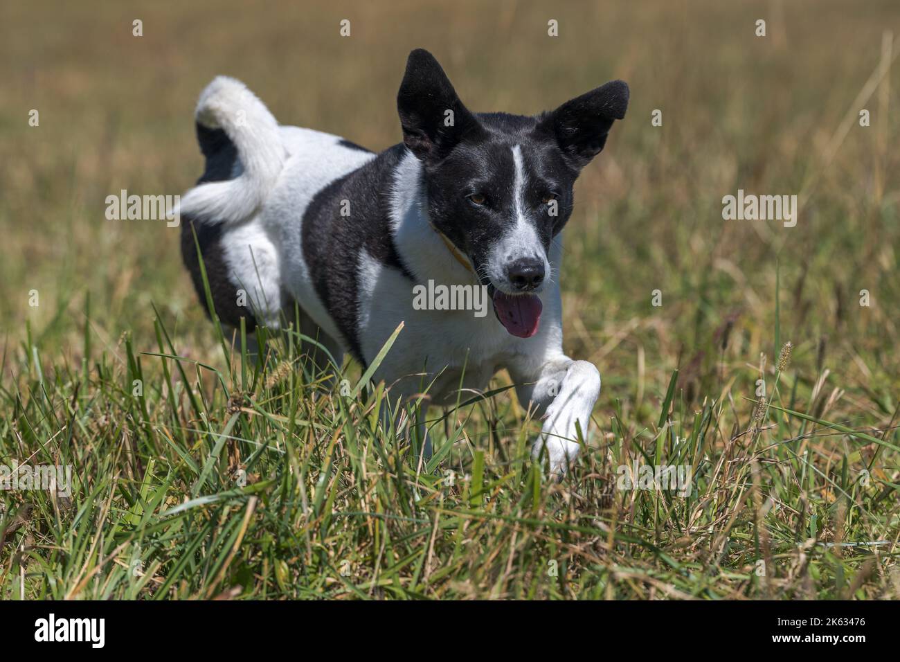 A black and white dog running in a field Stock Photo - Alamy