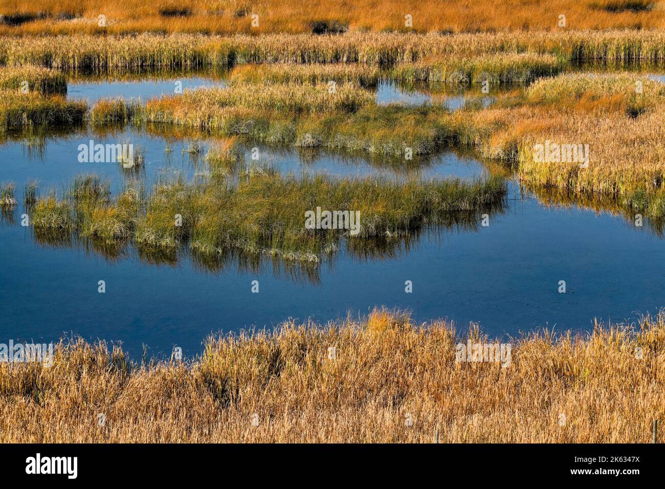 Bummers Wetlands, East Kootenay,  British Columbia, Canada Stock Photo