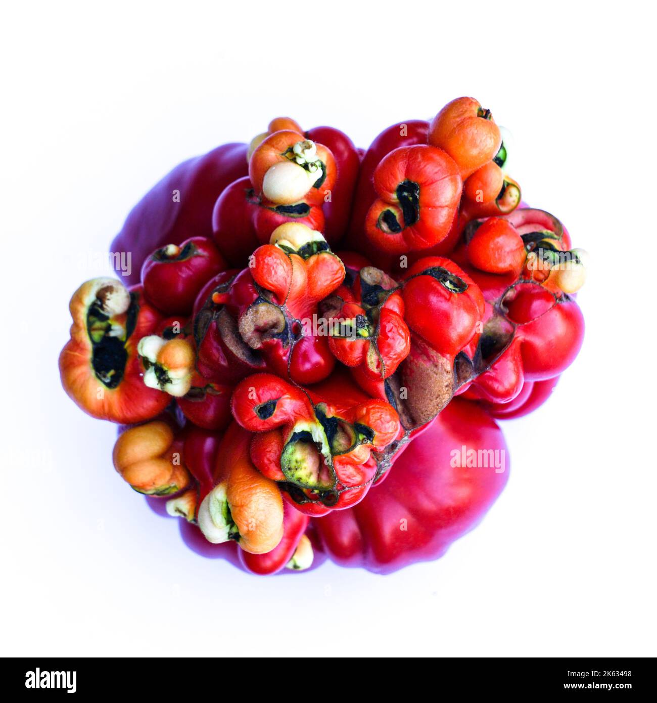 unusual unique strangely shaped, severely malformed red ripe tomato on