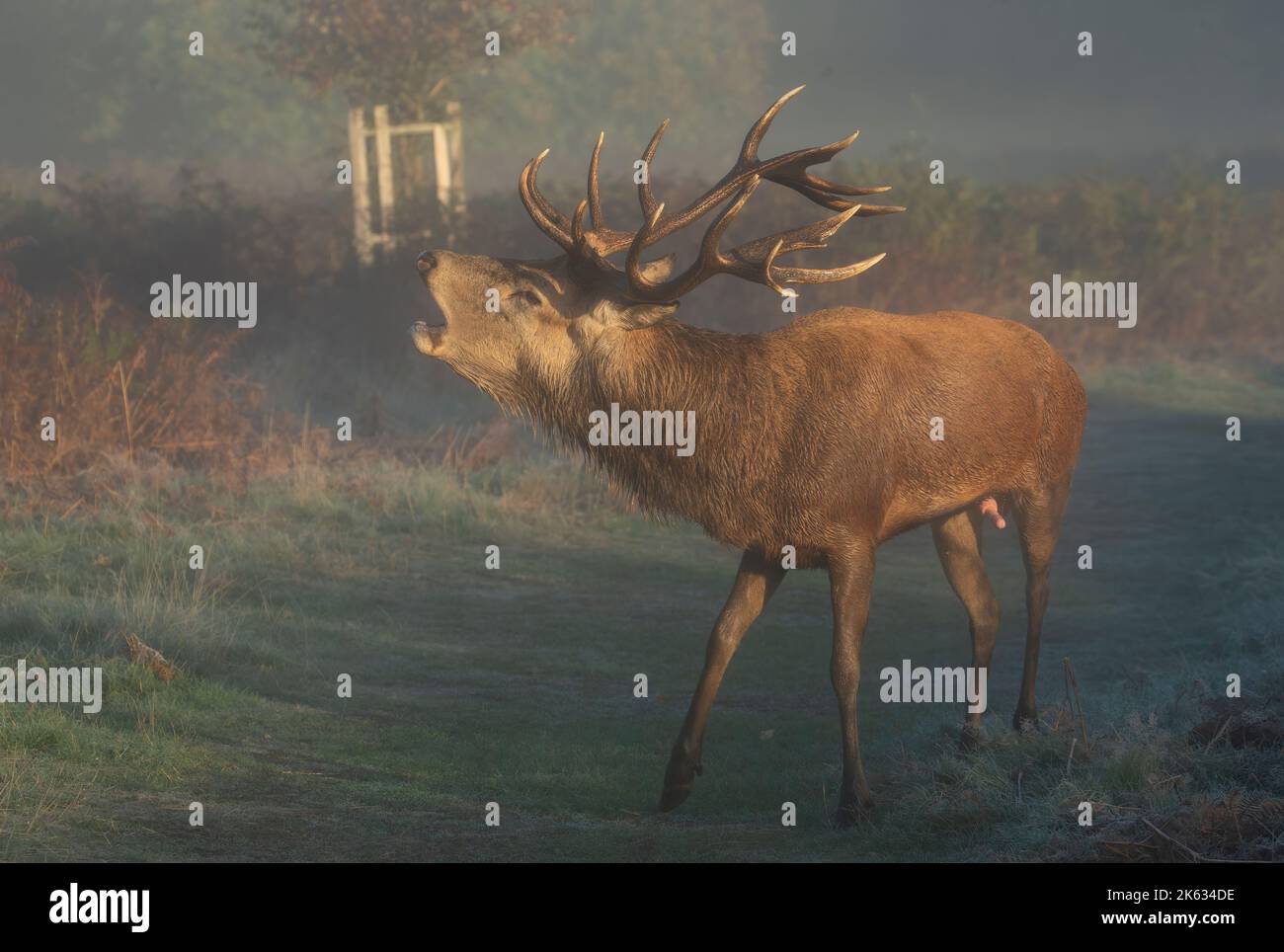 Red stage bellowing  in bushy park taken on 9/10/2022 Stock Photo