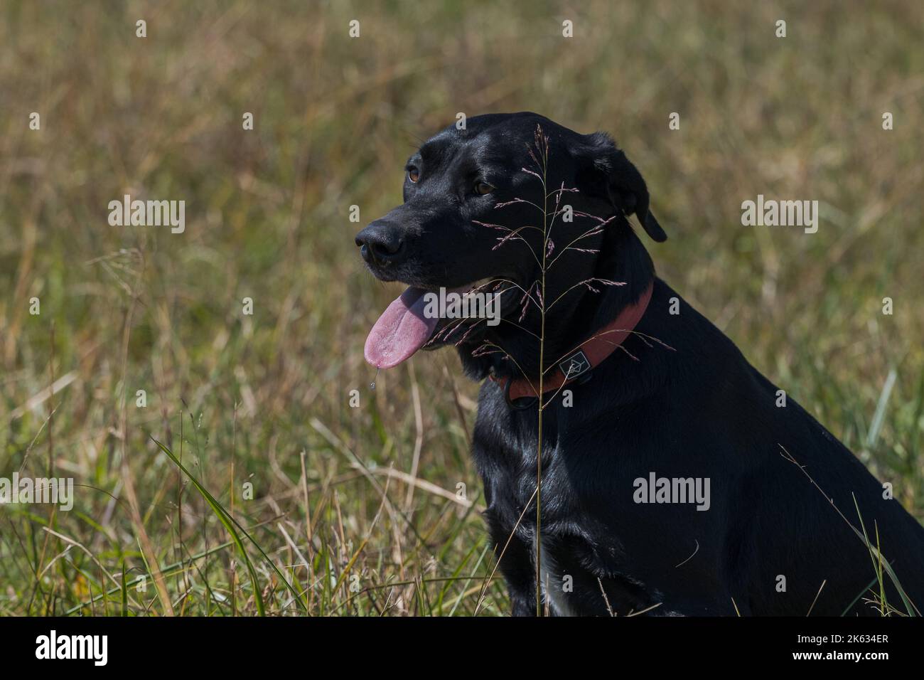 Black dog sitting in a field looking left Stock Photo - Alamy