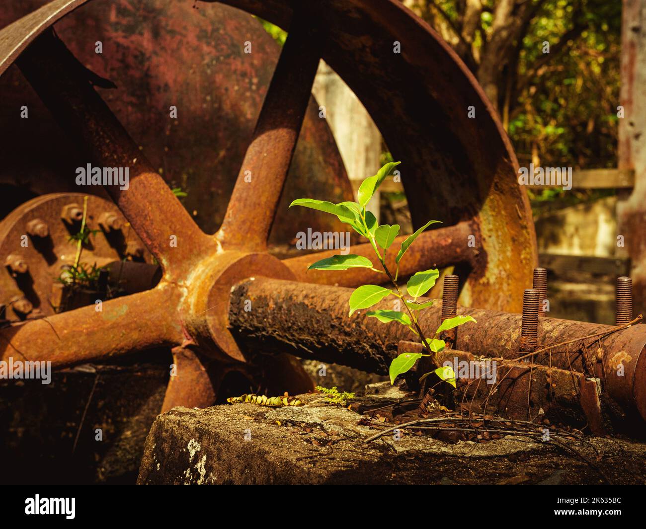 Pretty plant growing around a old rusty machine from natural reserve ...