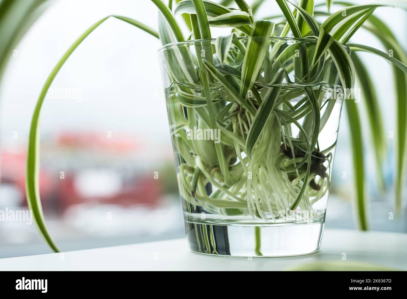 Green houseplant growing roots in water glass. Spider plant