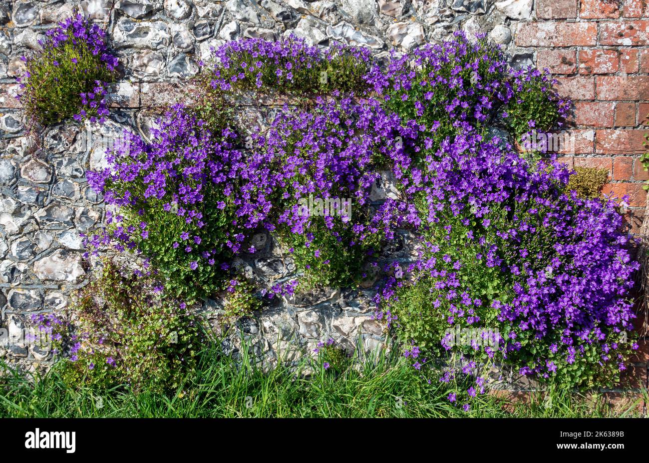 Aubretia flowers cascading down stone wall Stock Photo