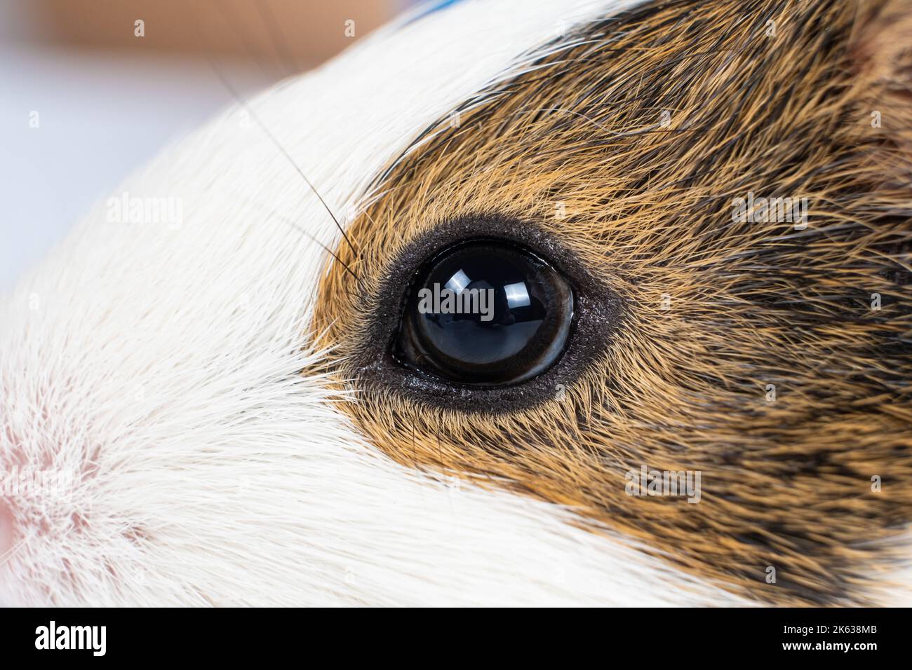 The look of a small twomonthold guinea pig. Guinea pig face, closeup