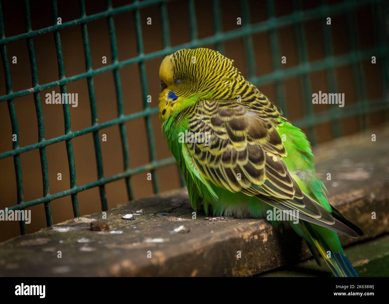 Color parrots birds in autumn fresh day in big cage Stock Photo