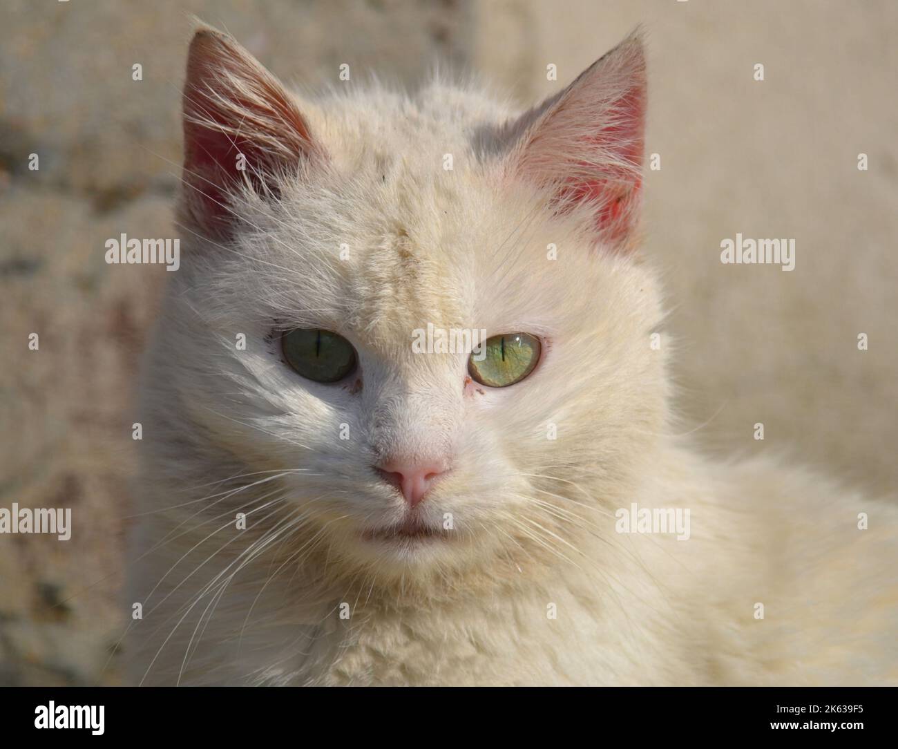 gatto bianco con occhi verdi Stock Photo