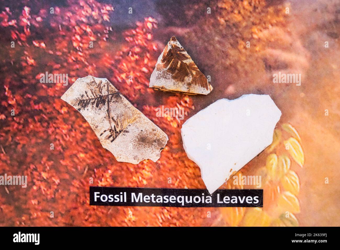 Fossil metasequoia leaves, John Day Fossil Beds, Oregon, USA Stock Photo
