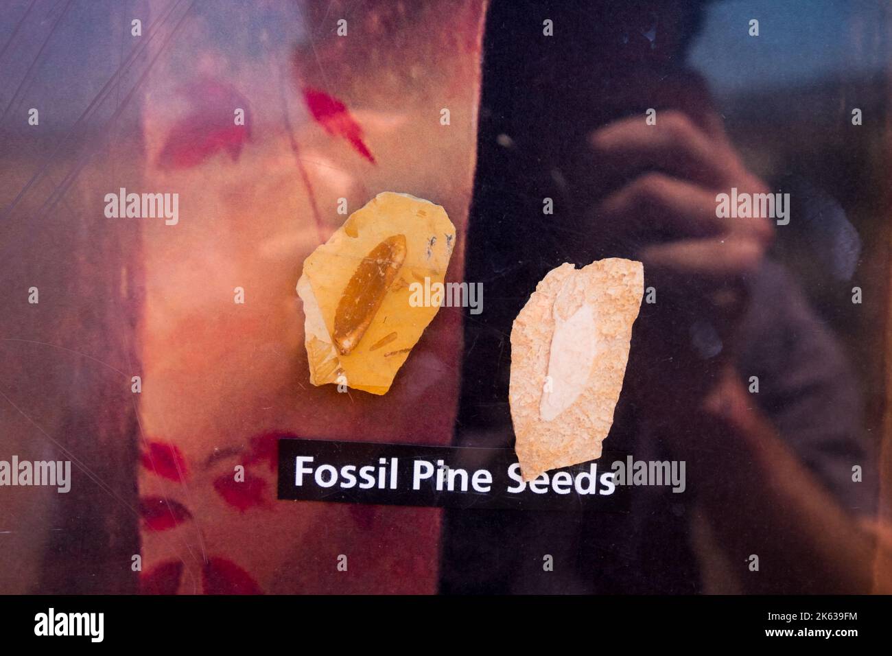 Fossil pine seeds, John Day Fossil Beds National Monument, Oregon, USA Stock Photo