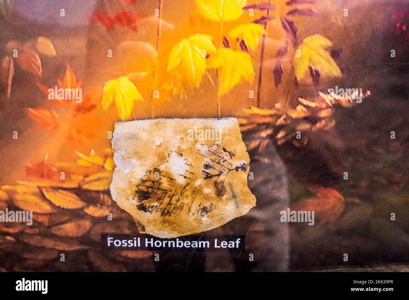 Fossil hornbeam leaf, John Day Fossil Beds National Monument, Oregon, USA Stock Photo