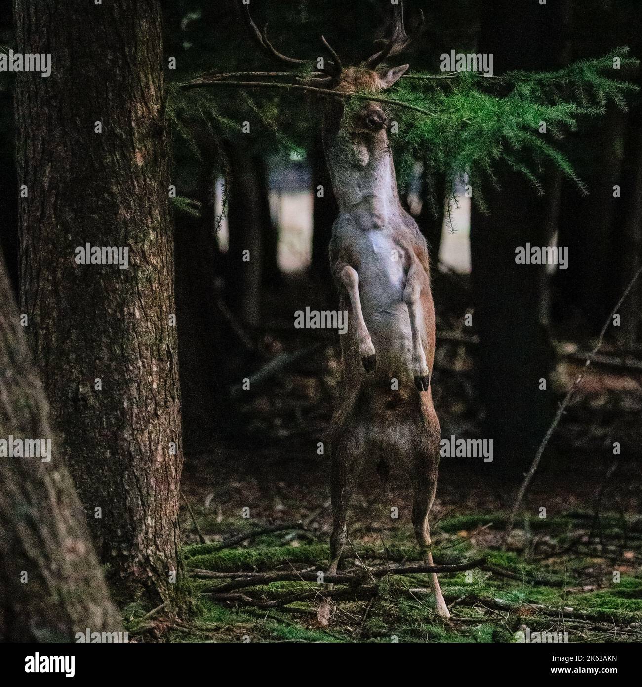 Duelmen NRW Germany 11th Oct 2022 A Fallow Deer dama Dama Male duelmen-nrw-germany-11th-oct-2022-a-fallow-deer-dama-dama-male