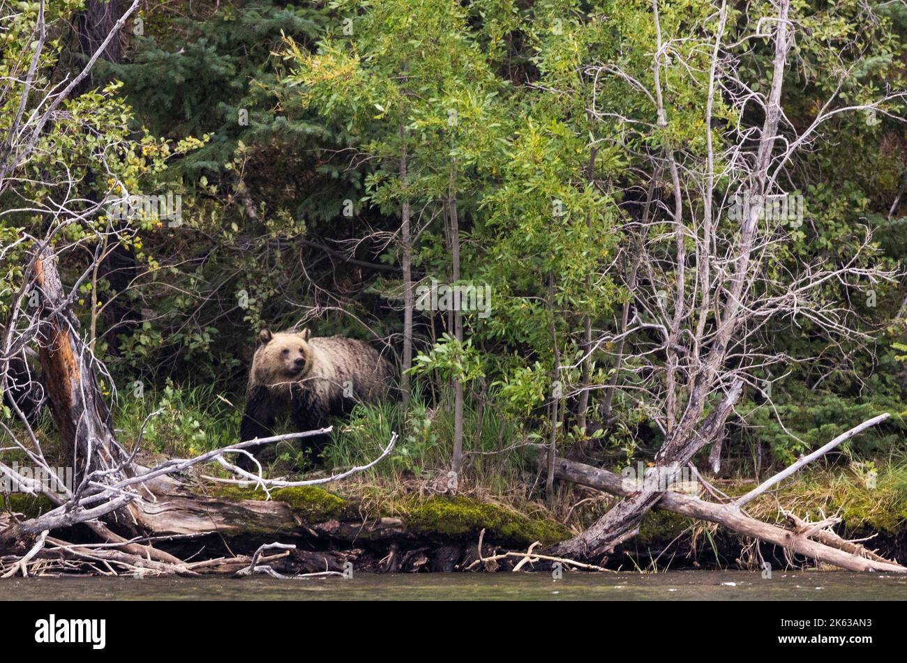 Grizzly bears along the Chilko River Stock Photo