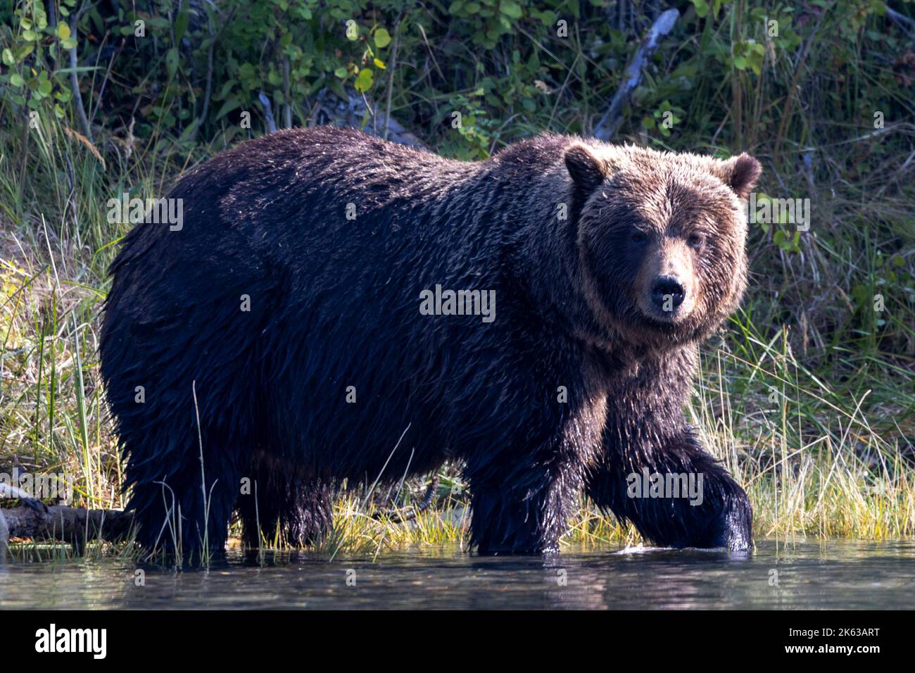 Grizzly bears along the Chilko River Stock Photo