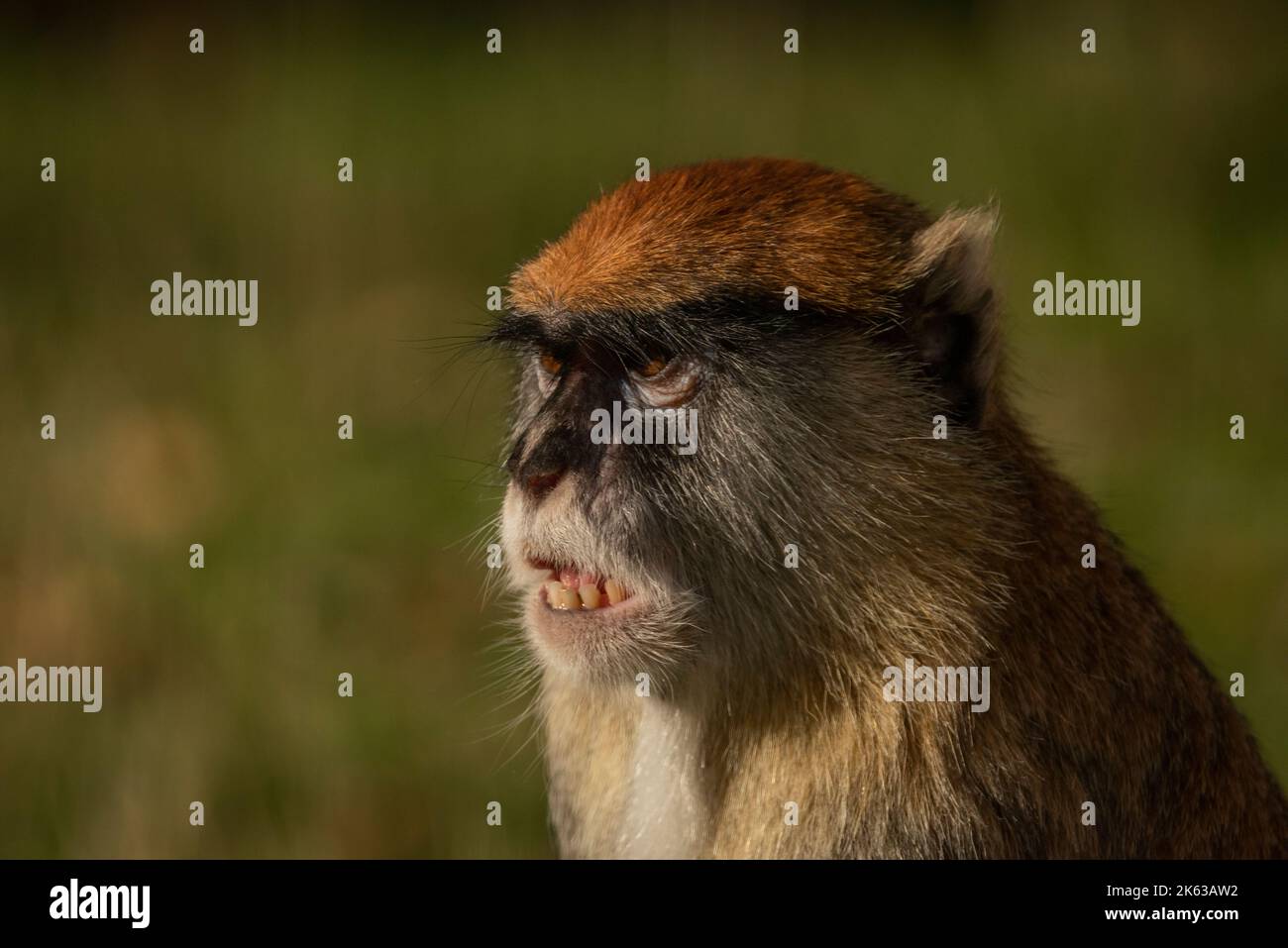 Cercopithecini Female patas monkey hi-res stock photography and images - Alamy