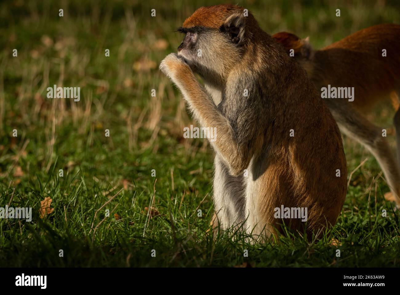 Cercopithecini Patas monkey animal hairy nature hi-res stock photography and images ...