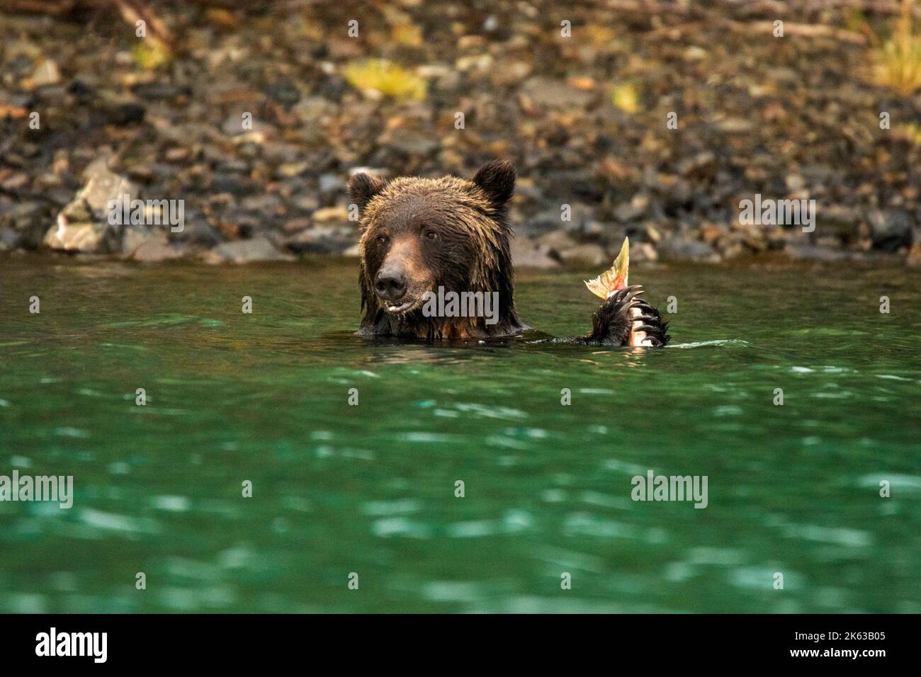 Grizzly bear walking along river Stock Photo - Alamy