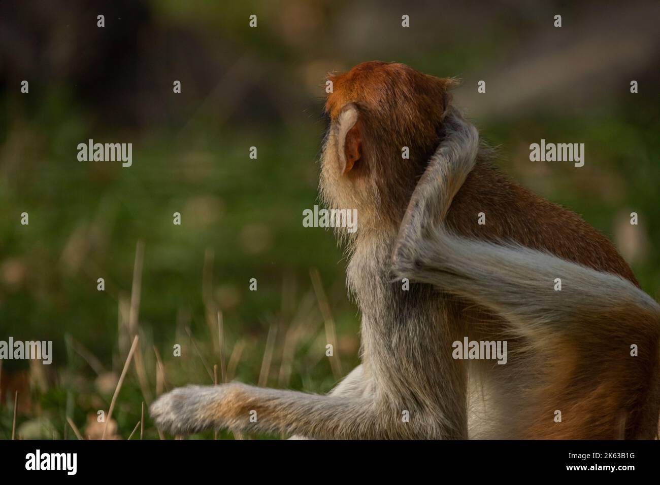 Cercopithecini Cercopithecini hi-res stock photography and images - Alamy