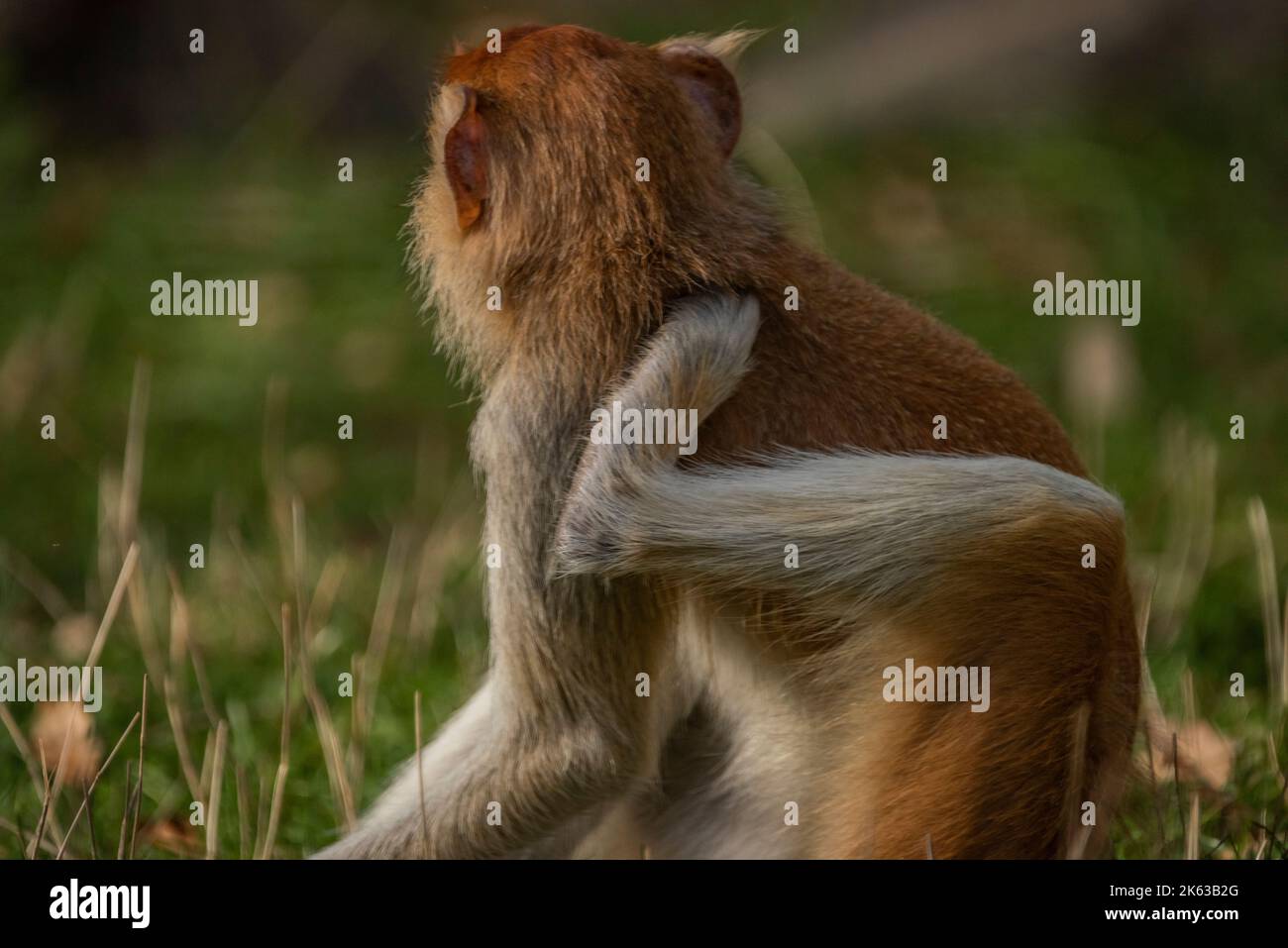 Cercopithecini Cercopithecini hairy animal monkey on green grass in sunny fresh ...