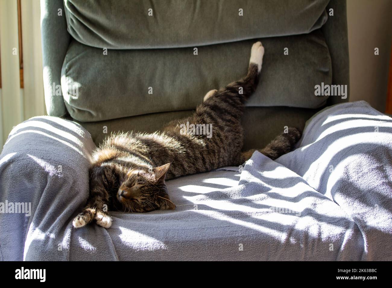 Cat sleeping on recliner hi-res stock photography and images - Alamy