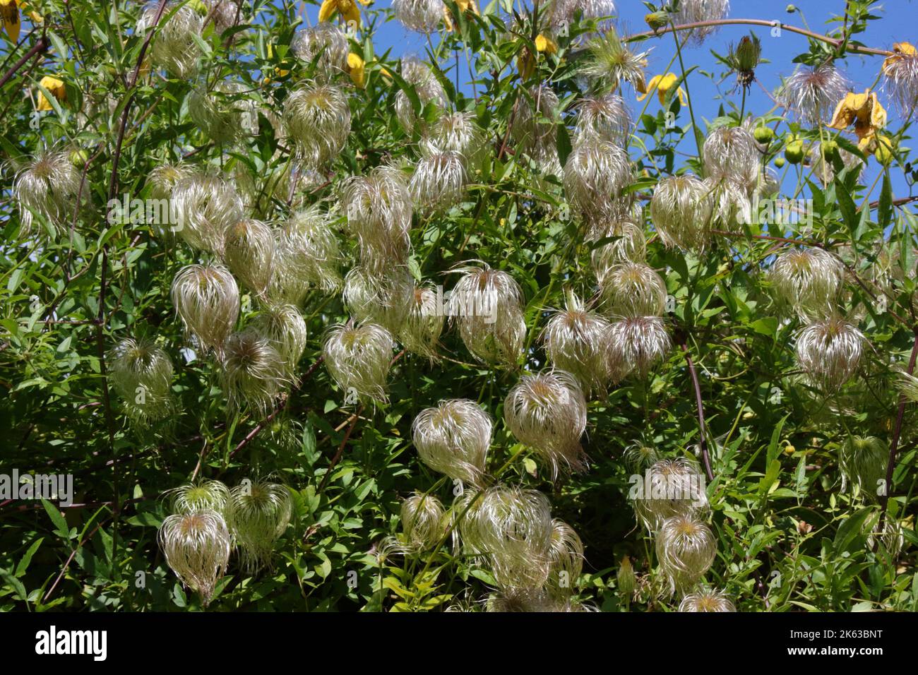 Seed heads of Golden clematis (Clematis tangutica). Stock Photo
