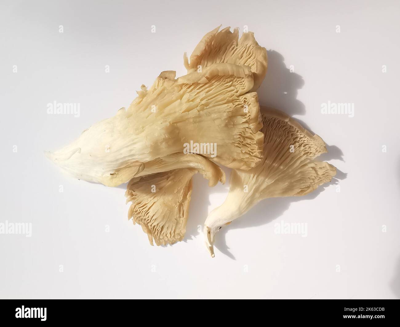 Group of oyster mushrooms against plain white background with copy space Stock Photo