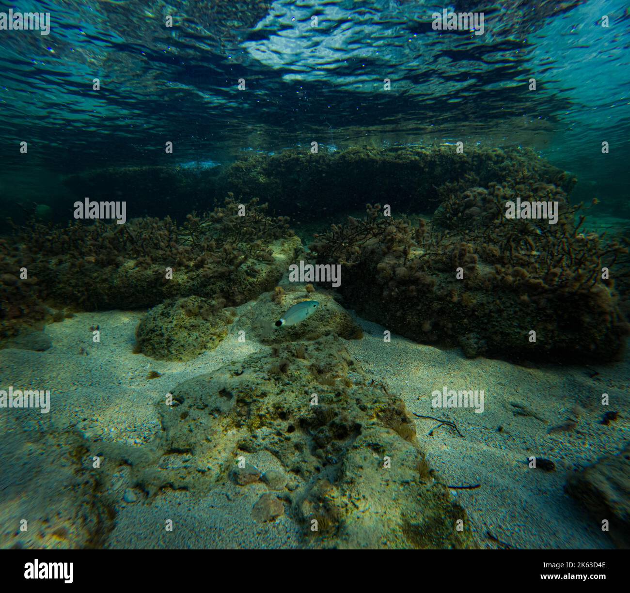 Underwater plants algae hi-res stock photography and images - Alamy