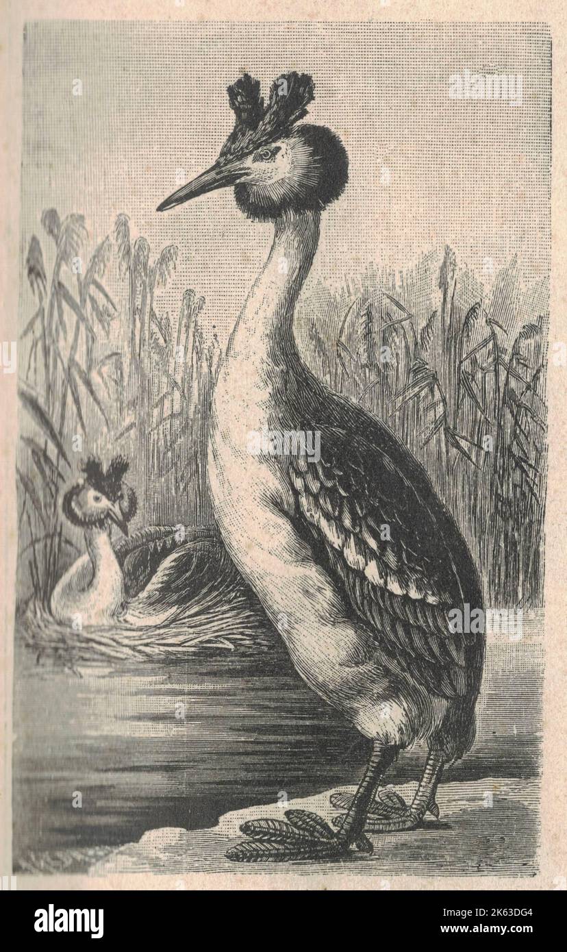 Antique engraved illustration of the great crested grebe. Vintage illustration of the great crested grebe. Old engraved picture of the bird. The great crested grebe is a water bird. It is a member of the grebe family. Its scientific name is Podiceps cristatus. The great crested grebe is a medium sized bird. It is 46–51 cm long. Its wingspan (both wings open) is 59–73 cm long. The bird is white, brown and black, and it has orange crest feathers on its head. It has a long, sharp pink bill. Baby great crested grebe have black and white stripes on their heads. Stock Photo