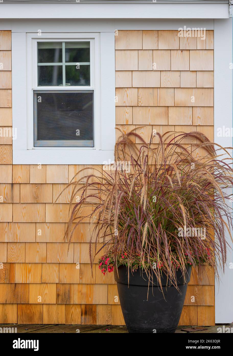 Grass plant in a flower pot stands against a cedar siding exterior wall of a building. Stock Photo