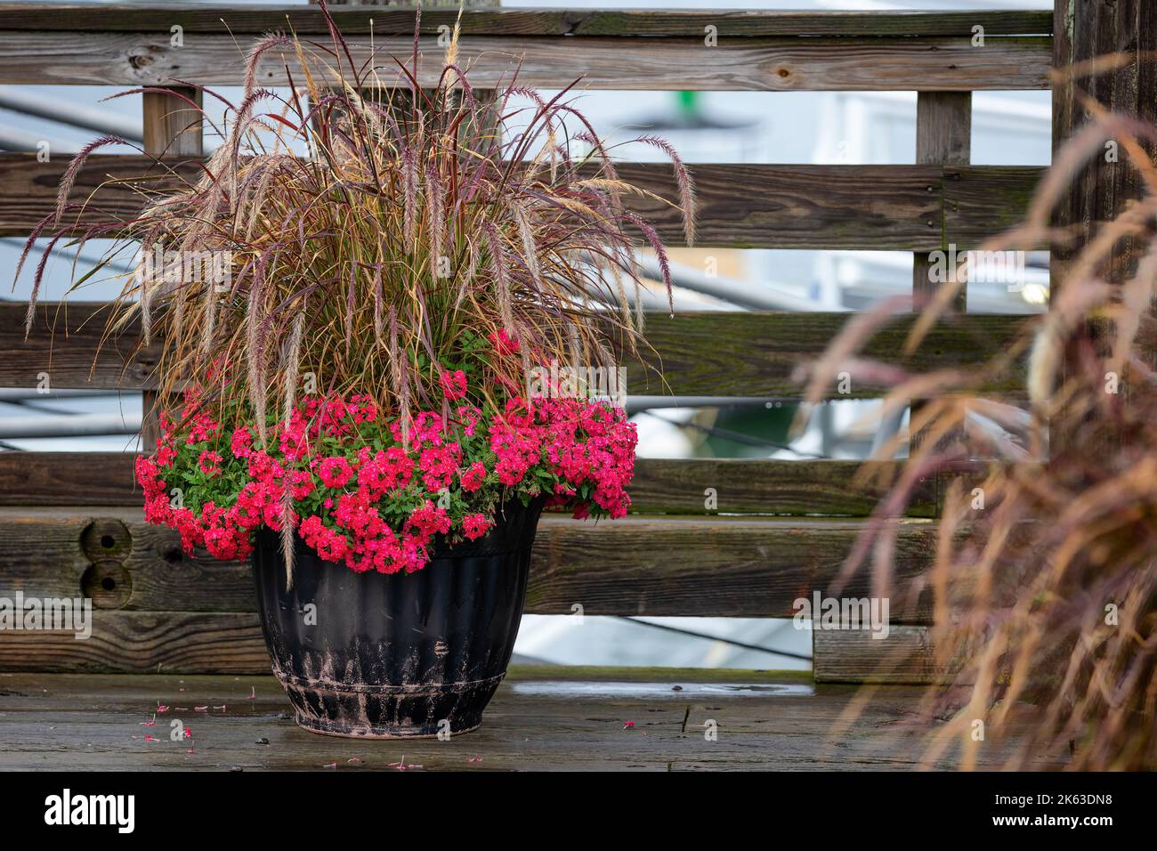 Flower pot sits against a wooden fence on a dock with red flower and brown grass plants. Stock Photo