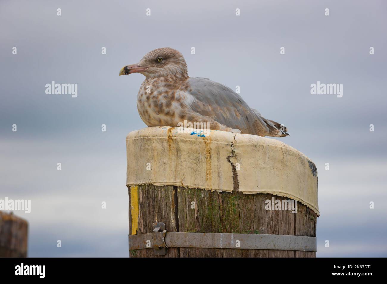 A juvenile sits on top of a peir piling in Plymouth Harbor under cloudsy skies. Stock Photo