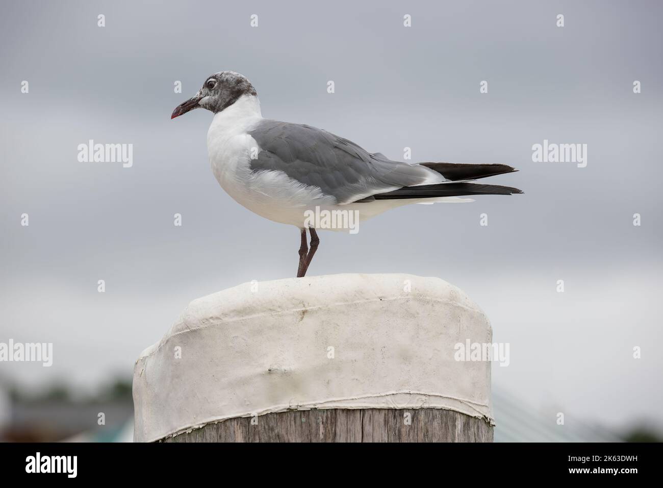 A nearly grown seagul perches on a peir post under cloudy skies Stock Photo