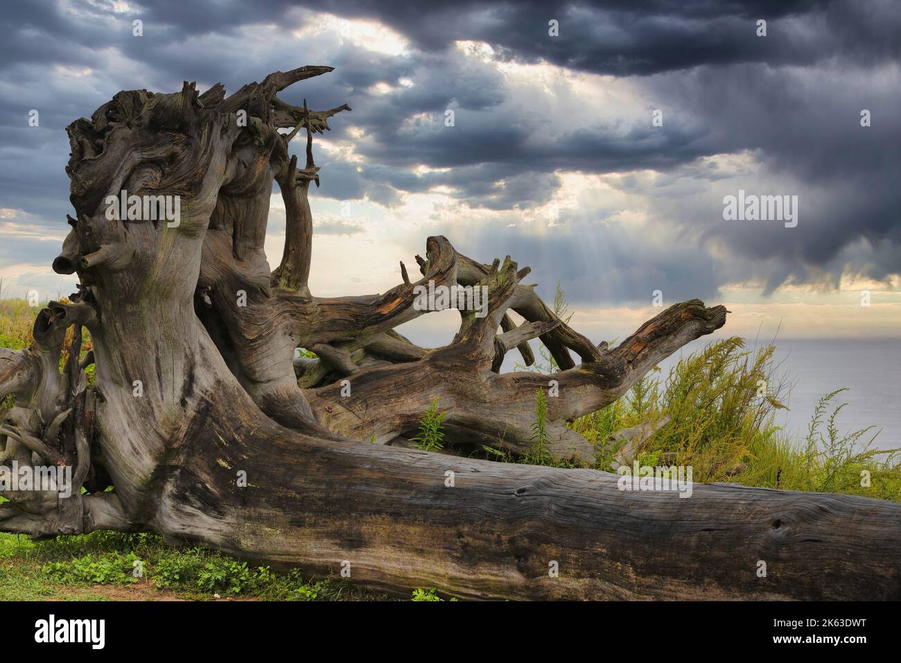 Tre driftwood on the shoreline of Cape Bay at Plymouth Harbor Stock Photo
