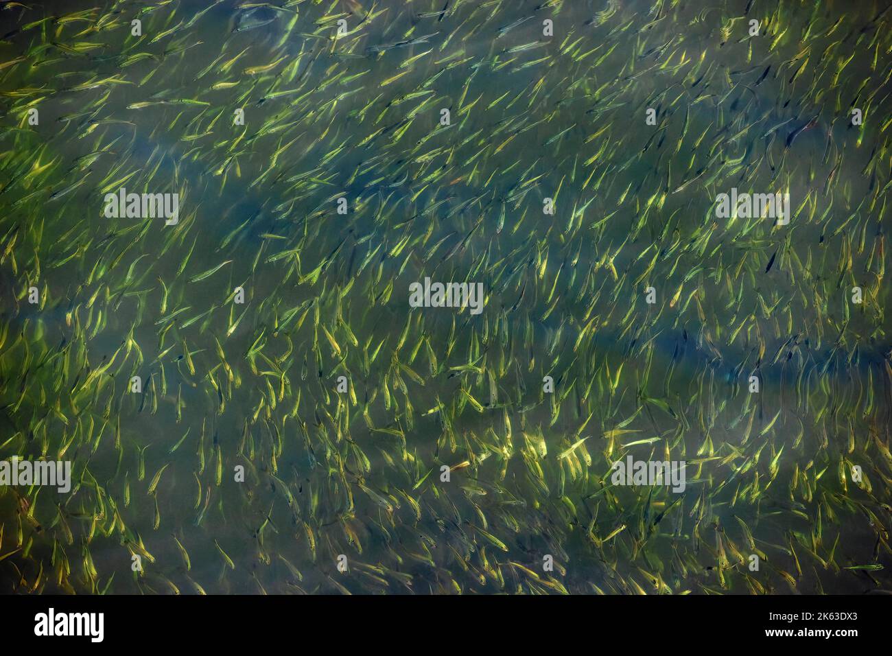A school of strippers swim in the seawater below a dock in Plymouth Harbor in Massachusetts. Stock Photo