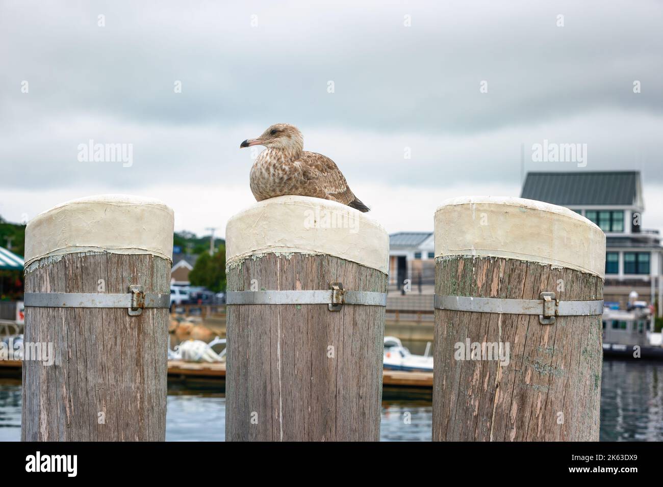 A juvenile seagul sits on the middle of three peir posts at Plymouth Harbor. Stock Photo
