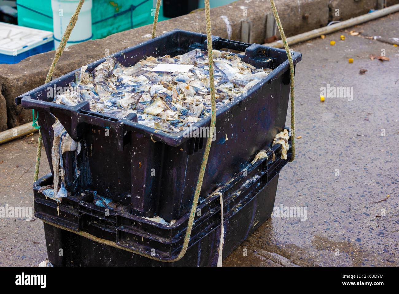 Fish bait waiting to be loaded onto a boat at Plymouth Harbor in Massachusetts. Stock Photo
