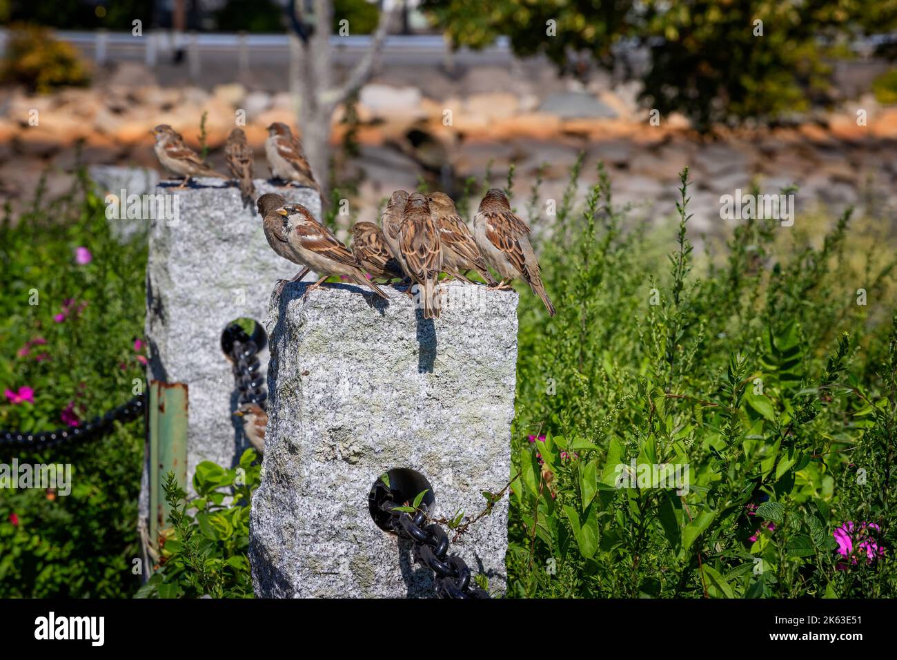 Close up of song sparrows sitting on a rock pillar in a small garden at Plymouth Harbor waterfront park. Stock Photo