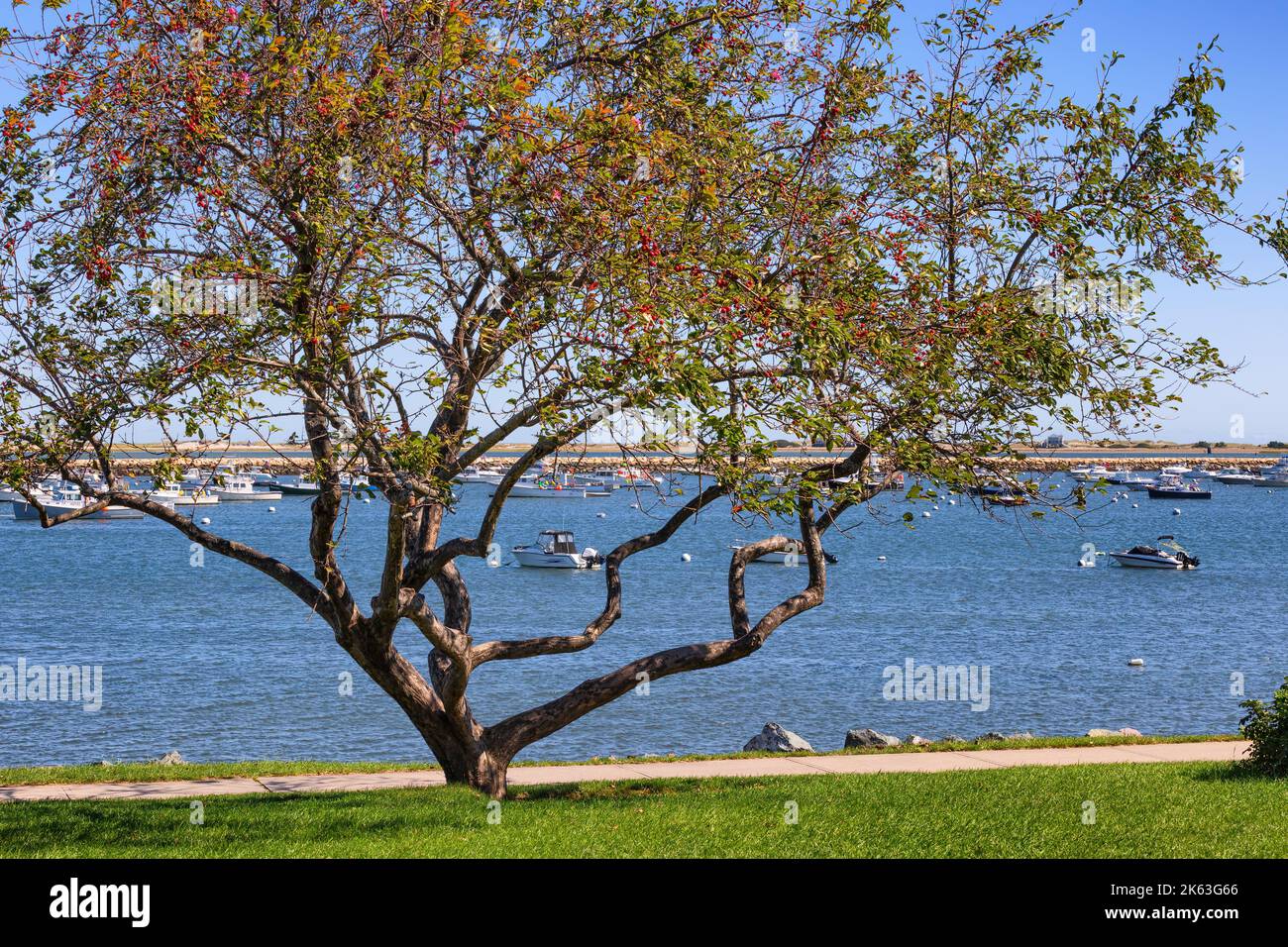 A Hawthorn tree full of tiny red berries infront of a view of the Plymouth Harbor in the background. Stock Photo