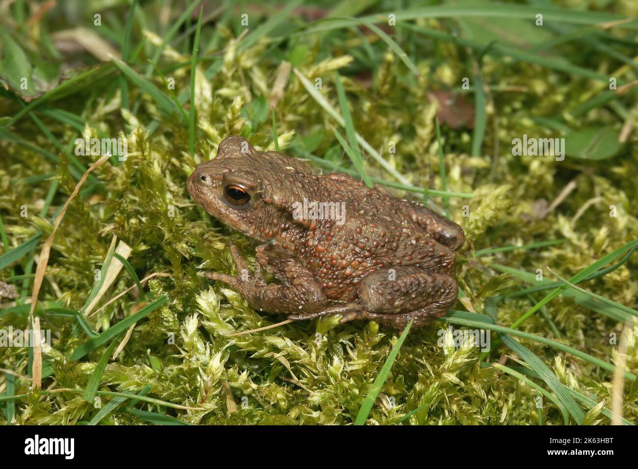 Detailed closeup on a small Common European toad , Bufo bufo sitting in the green grass Stock Photo