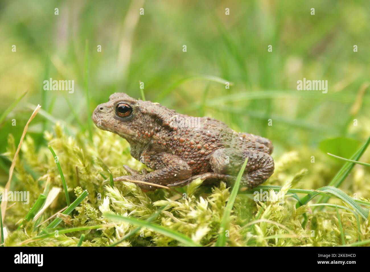 Detailed closeup on a small Common European toad , Bufo bufo sitting in the green grass Stock Photo