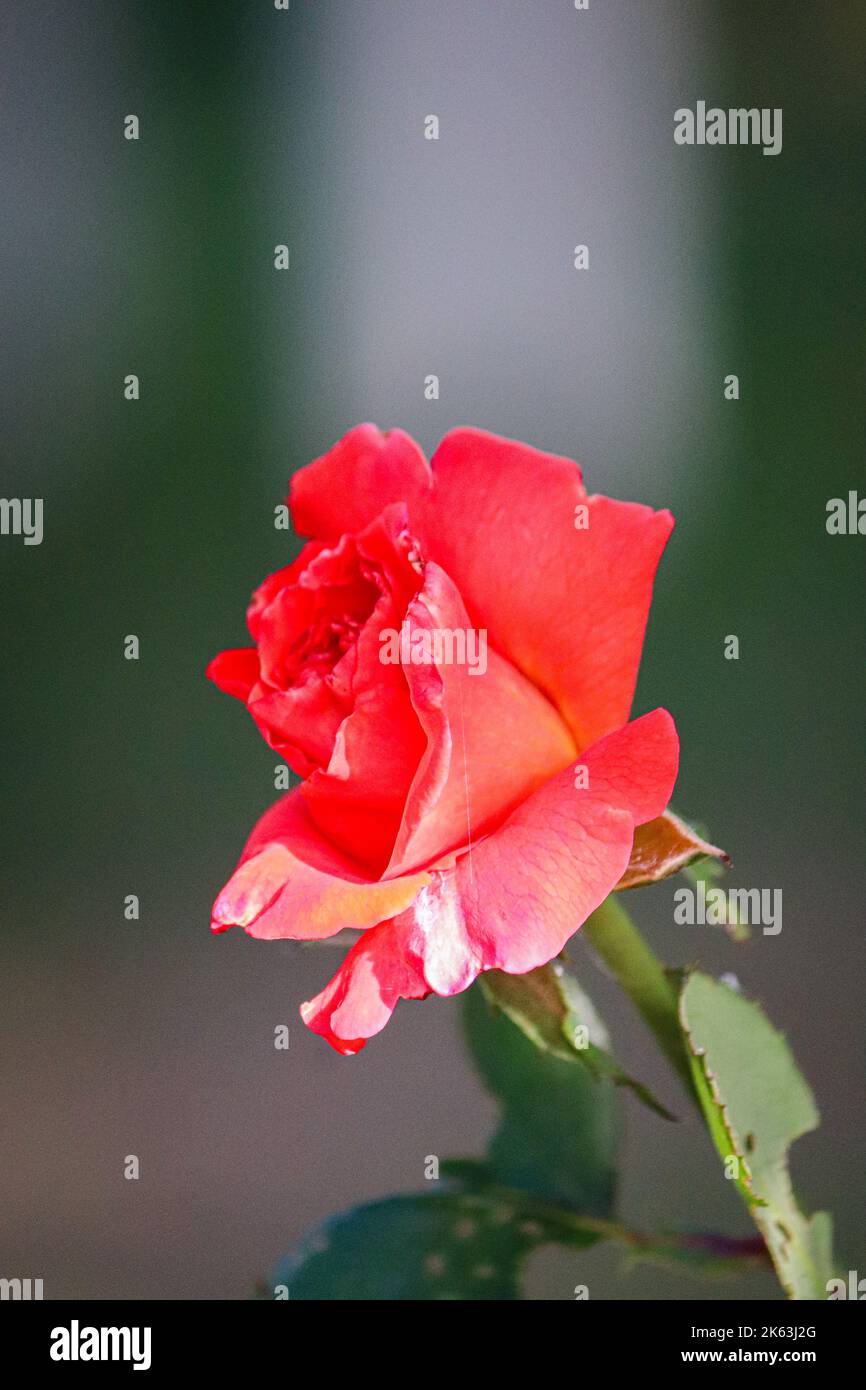 A vertical closeup shot of a beautiful pink rose in a garden Stock ...