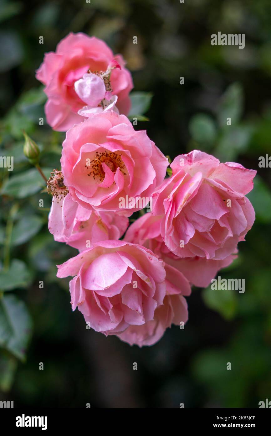 Jane Eyre Rose Stock Photo Alamy