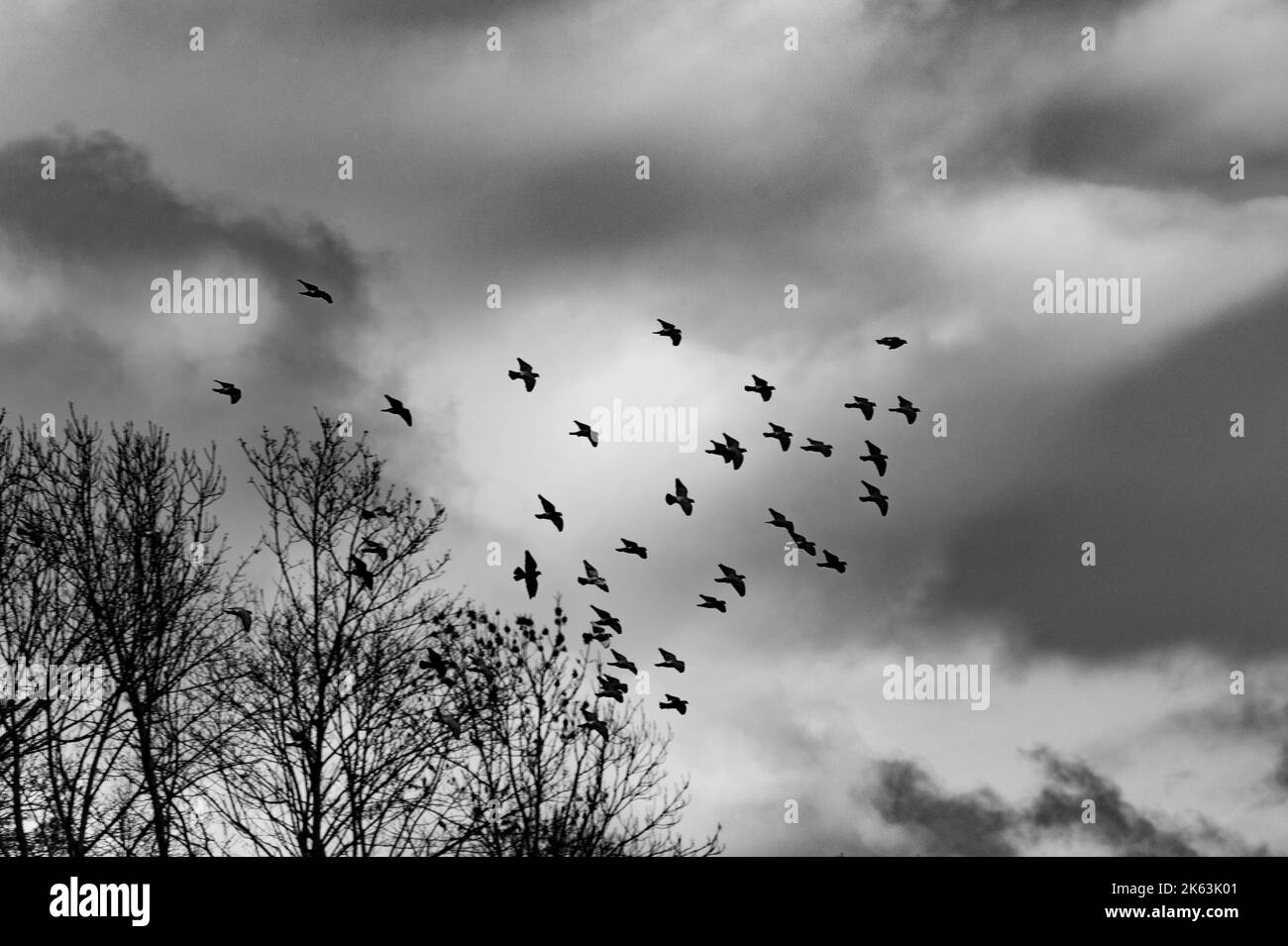 Flock birds flying dark Black and White Stock Photos & Images - Alamy