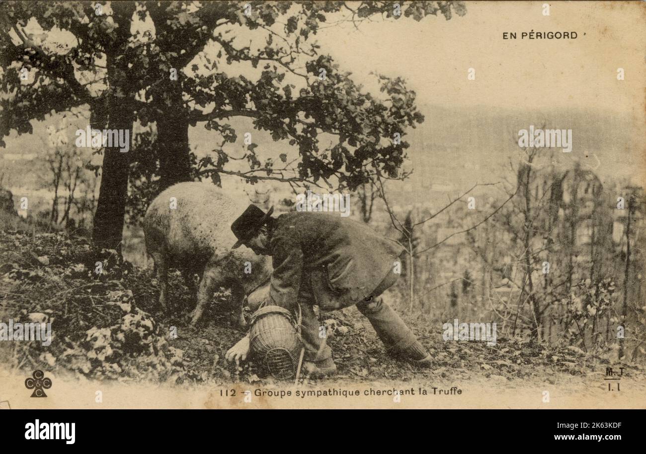 Truffle hunting man with pig hires stock photography and images Alamy