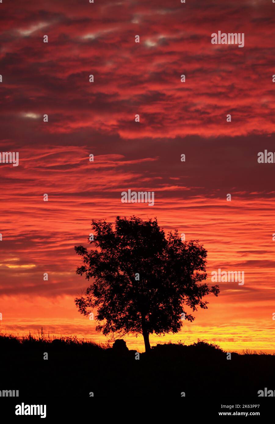 tree silhouettes against a dramatic sunrise sky Stock Photo - Alamy