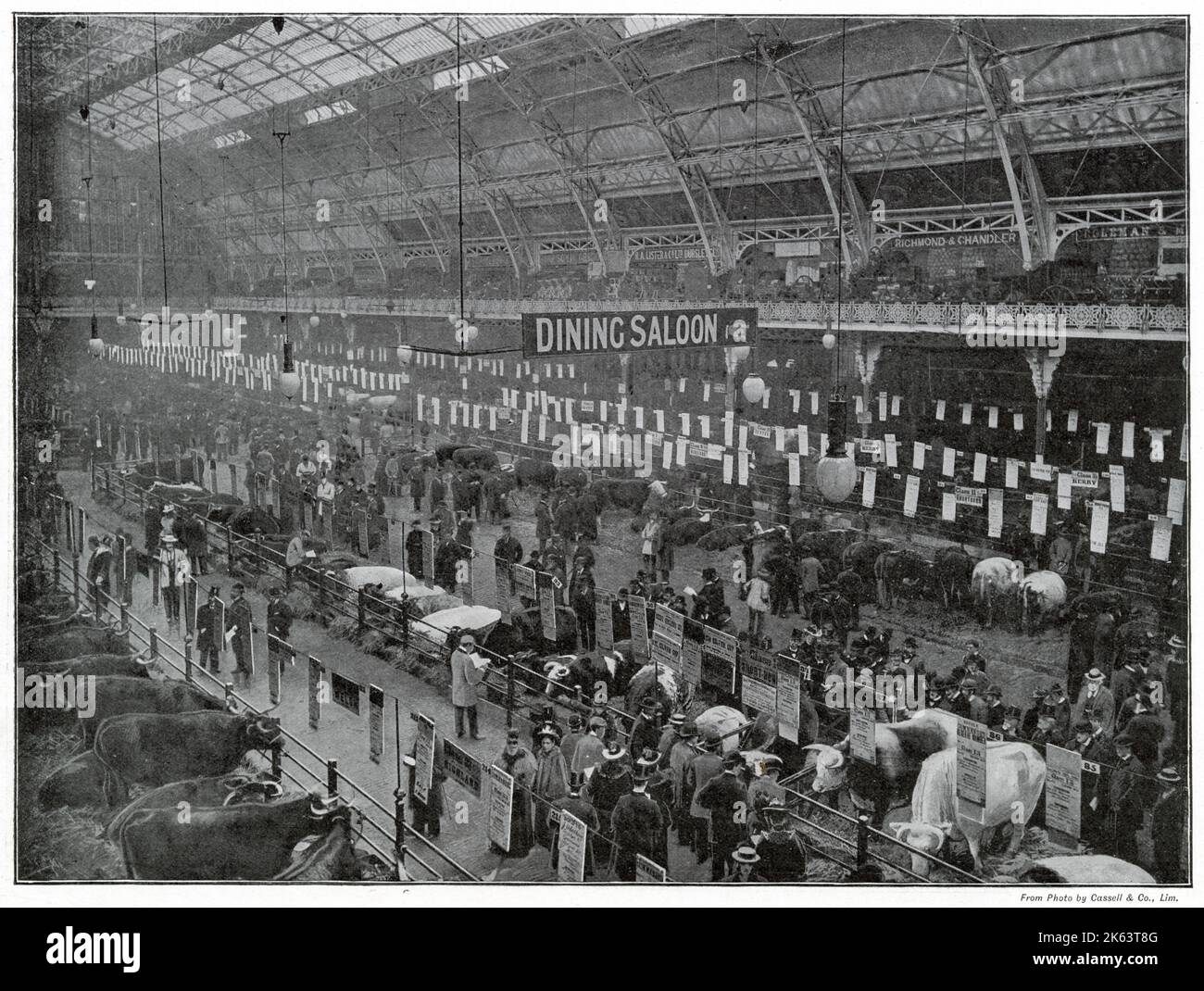 Interior of the Smithfield Club's Annual Show at the Agricultural Hall Islington, London. Photograph showing after the judging was completed and awards won. Stock Photo