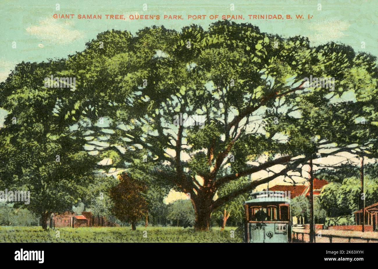 Giant Saman Tree - Queen's Park - Port of Spain, Trinidad.     Date: 1915 Stock Photo