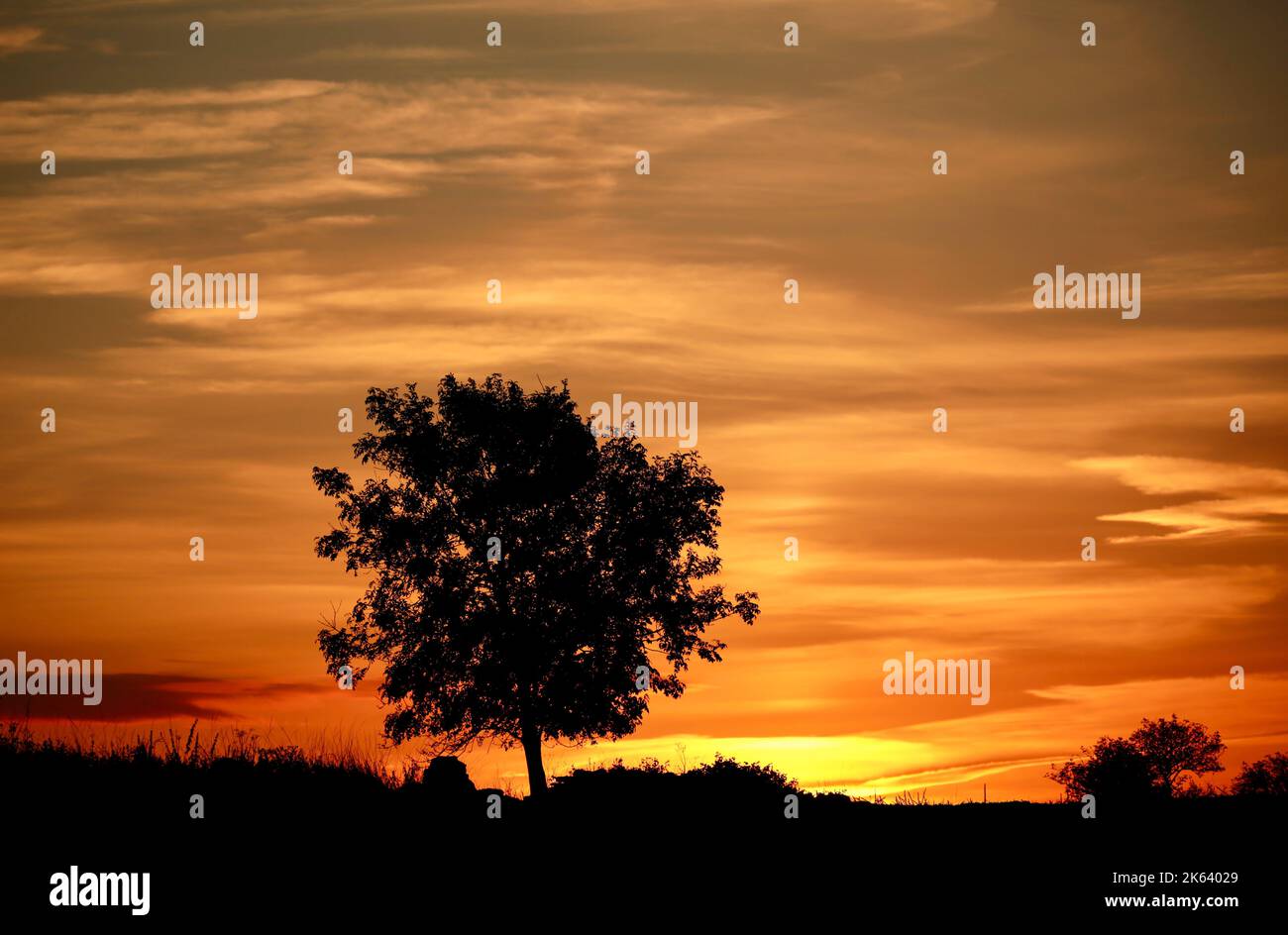 tree silhouettes against a dramatic sunrise sky Stock Photo - Alamy